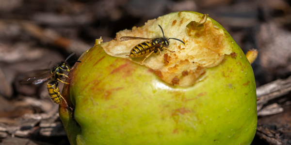 Why Do You Have More Yellow Jackets in the Fall?