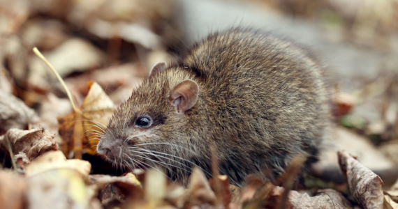 Why Rodent Activity is on the Rise in Suburban New York | Knockout Pest Control