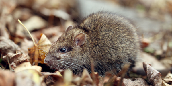 Why Rodent Activity is on the Rise in Suburban New York | Knockout Pest Control