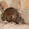 How to Knock Out Rodent Infestations in Commercial Buildings