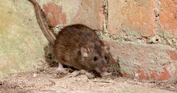 How to Knock Out Rodent Infestations in Commercial Buildings | Knockout Pest Control