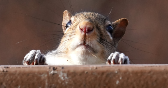 The Cold Weather Critters You Might See in Your Attic This Winter