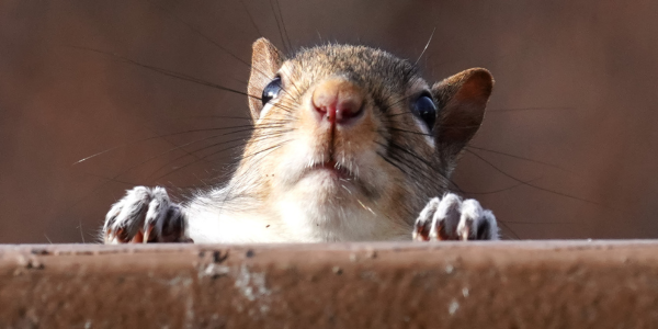 The Cold Weather Critters You Might See in Your Attic This Winter