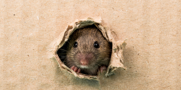 What Household Pests Are Lurking in Your Home?