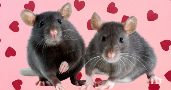 Rodent Romance: Understanding Mating Habits of Mice and Rats