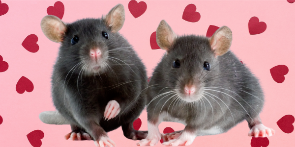Rodent Romance: Understanding Mating Habits of Mice and Rats