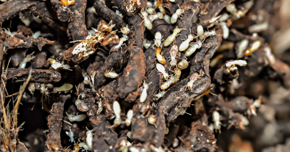 The Secret Life of Subterranean Termites: A Closer Look at Their Underground World