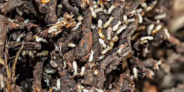 The Secret Life of Subterranean Termites: A Closer Look at Their Underground World | Knockout Pest Control
