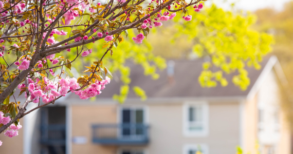 Spring Into Action: Essential Pest Control Tips for the New Season | Knockout Pest Control