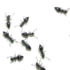 Spring Ant Prevention Checklist: Essential Steps to Protect Your Home