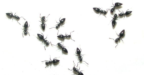 Spring Ant Prevention Checklist: Essential Steps to Protect Your Home | Knockout Pest Control