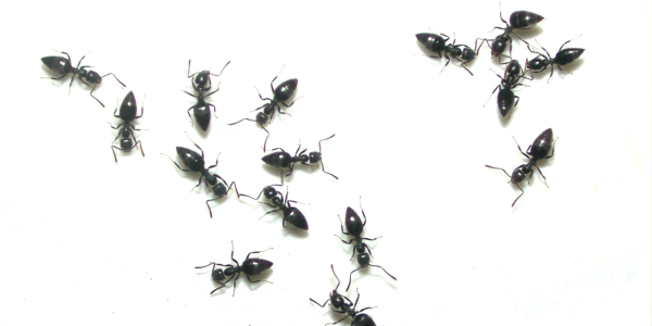 Spring Ant Prevention Checklist: Essential Steps to Protect Your Home | Knockout Pest Control