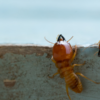 Room by Room: How Termites Damage Every Part of Your Home