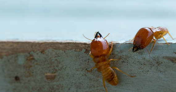 Room by Room: How Termites Damage Every Part of Your Home | Knockout Pest Control | Termite Control Near Me