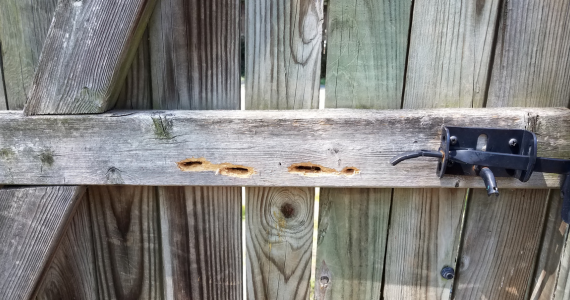 Bee-Ware! Identifying Signs of a Carpenter Bee Infestation | NY Pest Control | Knockout Pest Control