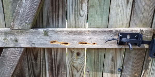 Bee-Ware! Identifying Signs of a Carpenter Bee Infestation | NY Pest Control | Knockout Pest Control
