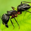 From Sawdust Trails to Structural Damage: Understanding Carpenter Ants in New York Homes
