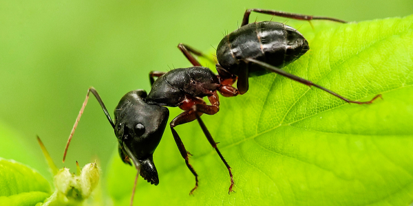 From Sawdust Trails to Structural Damage: Understanding Carpenter Ants in New York Homes | Knockout Pest Control