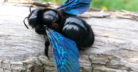 Beware of These 5 Common Signs of a Carpenter Bee Infestation | Knockout Pest Control