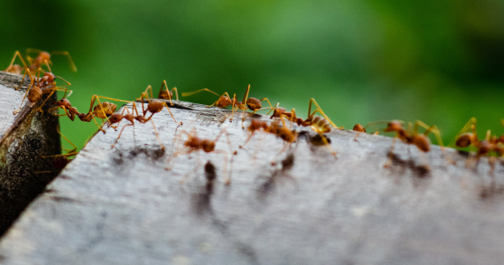 What Causes Summer Ant Invasions in New York Homes? | Knockout Pest Control