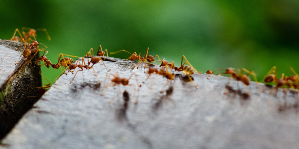 What Causes Summer Ant Invasions in New York Homes? | Knockout Pest Control