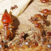 How to Make Your New York Home Less Appetizing to Termites