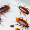 How Cockroach Activity Can Affect Your Health