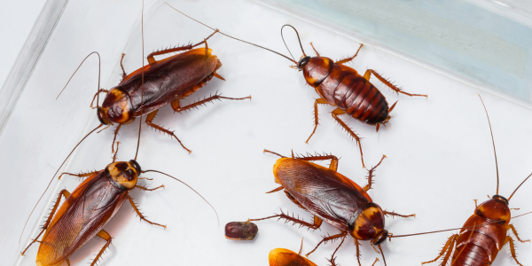 How Cockroach Activity Can Affect Your Health | New York Pest Control | Knockout Pest Control | Pest Control Near Me