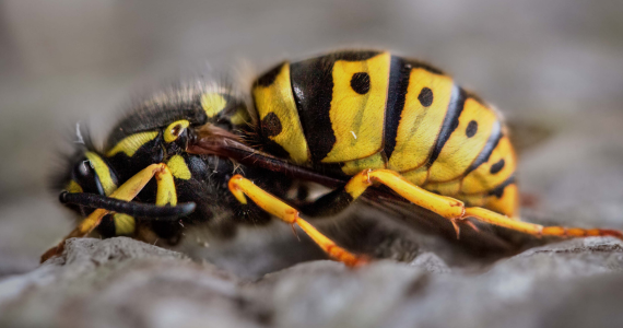 Why You Shouldn’t Ignore a Yellow Jacket Nest Near Your Home | New York Pest Control | Knockout Pest Control