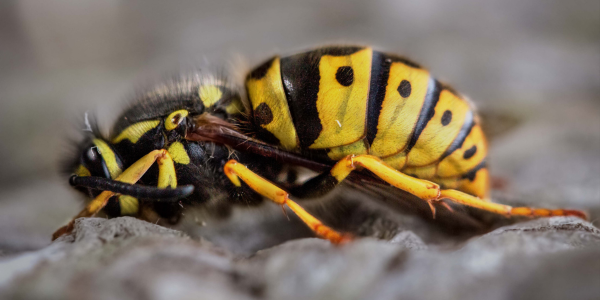 Why You Shouldn’t Ignore a Yellow Jacket Nest Near Your Home | New York Pest Control | Knockout Pest Control