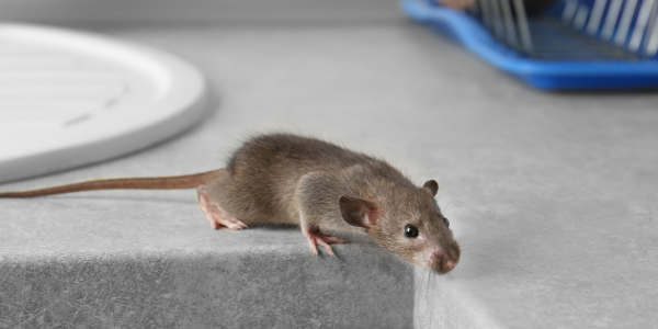 Summer Maintenance Tips to Keep Mice Out | New York Pest Control | Knockout Pest Control