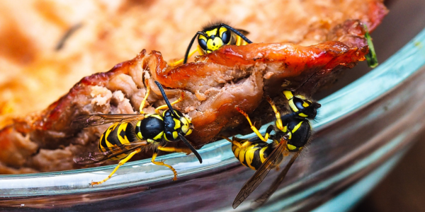 Wasp Control 101: Safeguard Your Space for Summer BBQ Season | Knockout Pest Control