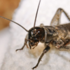 Why Do Crickets Take Over New York Homes in the Fall? 