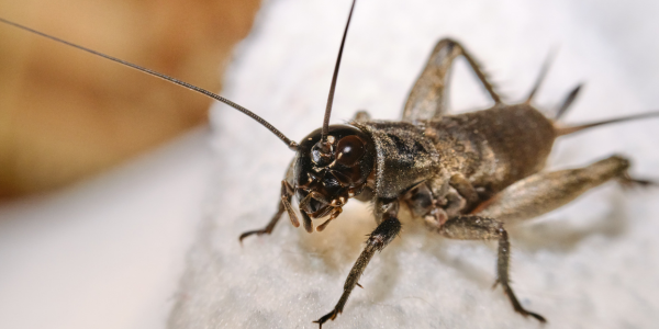 Why Do Crickets Take Over New York Homes in the Fall? | Crickets New York Pest Control | Knockout Pest Control