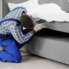 Debunking the 5 Biggest Bed Bug Myths: What Every New York Homeowner Needs to Know 