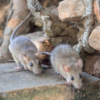 The Ultimate Guide to Rodent Prevention for New York Homeowners