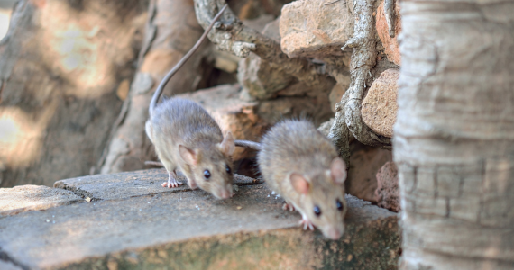 The Ultimate Guide to Rodent Prevention for New York Homeowners | Knockout Pest Control