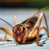 How to Keep Crickets from Taking Over Your Home This Fall 