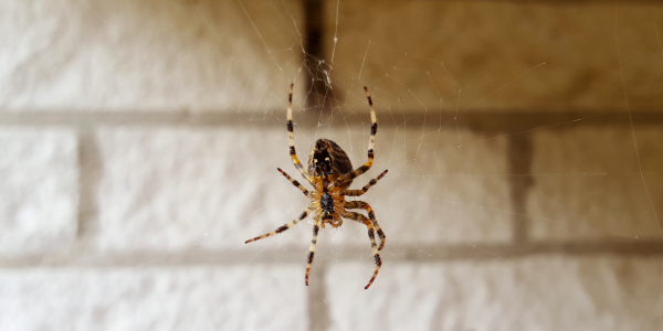 Seven Scary Spots Spiders Stay | Knockout Pest Control