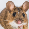 How to Protect Your Home from Rats and Mice During the Cold Months