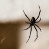 Why Spiders Love Your Home in Winter (And How to Keep Them Out)