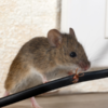 The Cost of Skipping Annual Pest Control