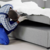 Why Bed Bugs are a Year-Round Pest Problem