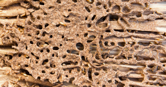 Love Your Home? Protect It from Termite Damage! | Knockout Pest Control