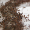 How to Knockout Ants in the House This Spring