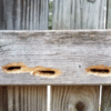 Carpenter Bees vs. Termites: Which Wood-Destroying Pest is Threatening Your Home?
