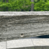 Why Carpenter Bees Are More Than Just a Nuisance Pest