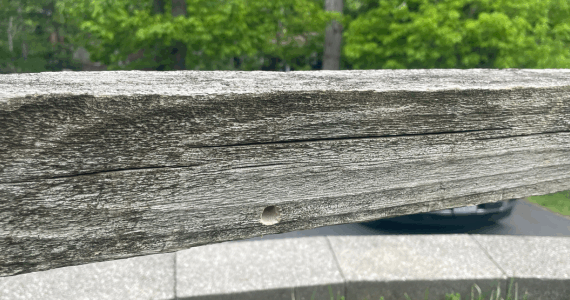 Why Carpenter Bees Are More Than Just a Nuisance Pest | Knockout Pest Control