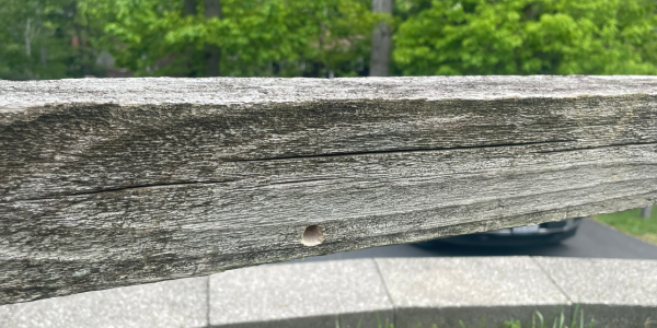 Why Carpenter Bees Are More Than Just a Nuisance Pest | Knockout Pest Control