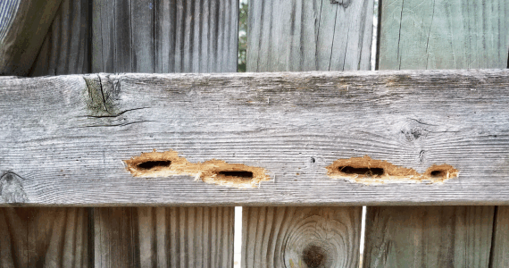 Carpenter Bees vs. Termites: Which Wood-Destroying Pest is Threatening Your Home? | NY Pest Control